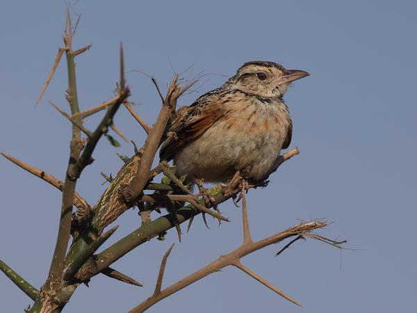 <h3><a href="/trips/tanzania/biota/animalia/chordata/aves/040 passeriformes/073 alaudidae/mirafra africana/mirafra africana-nl.html">Mirafra&nbsp;africana</a> / Rufous‑naped&nbsp;lark / Roodnekleeuwerik</h3>OM-1 Mark II met OLYMPUS M.150-400mm F4.5, 1/2500 sec  bij F5.0, ISO 200, afstand 8.41&nbsp;m